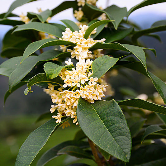 About Osmanthus Tea: A New Tea to Add to your Collection!